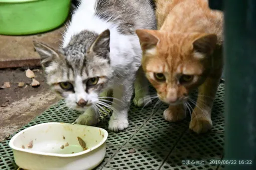 ＯＩＳＯ猫